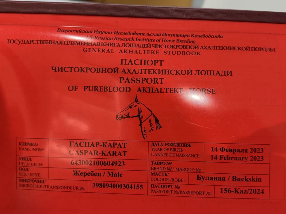 Продаётся жеребец ахалтекинской породы