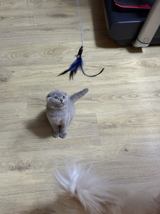 Продаются котята британацы фолд и страйт
