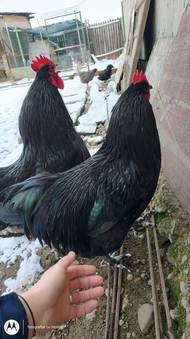 Cocos rasa  australop