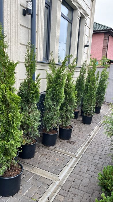 Туя смарагд колонавидный