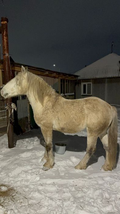 Продам Жеребца тяжелый