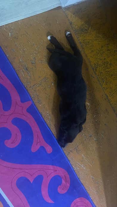 Отдам даром щенка