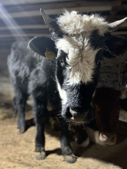 Буаз кашар сатылады