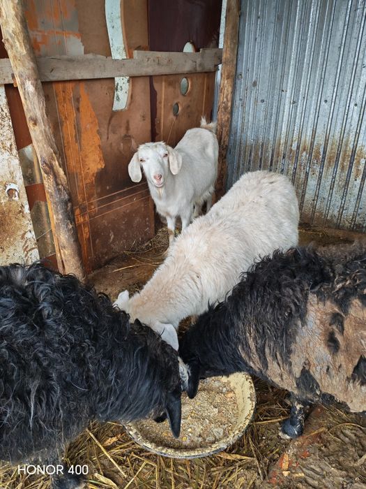 Ешкілер сатылады екеуін 65