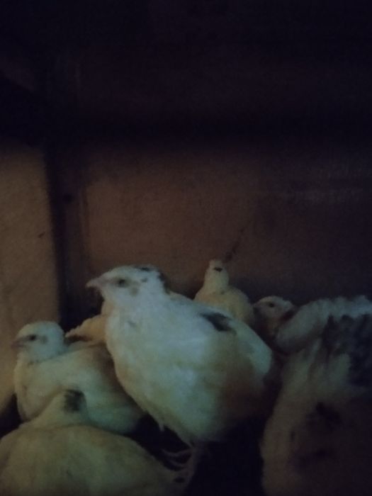 Продам перепелов