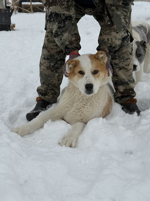 Продаются щенки! Тобет!