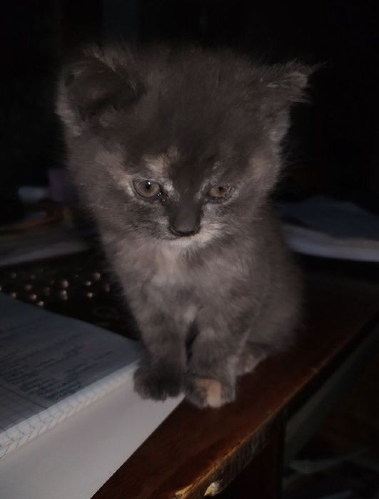 Придается котенки