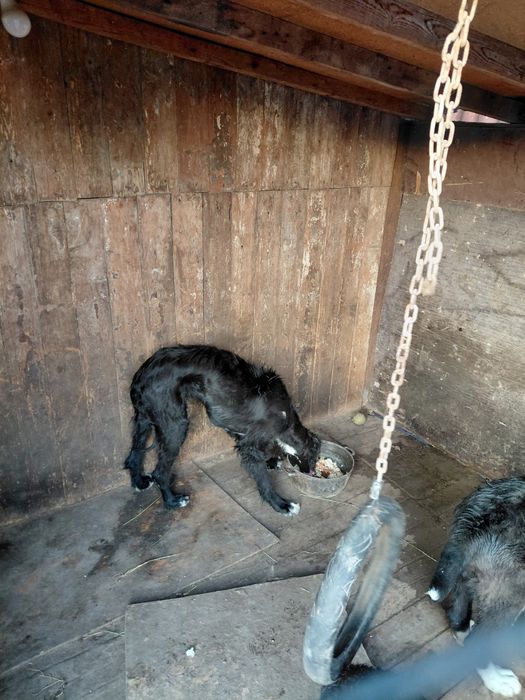 Найден тазы щенок