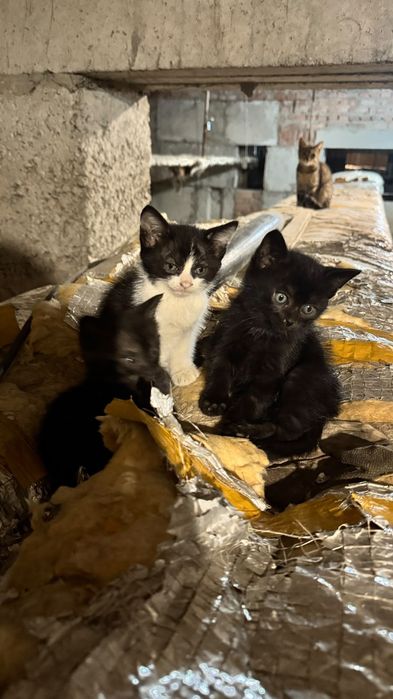 Ищут дом котятки