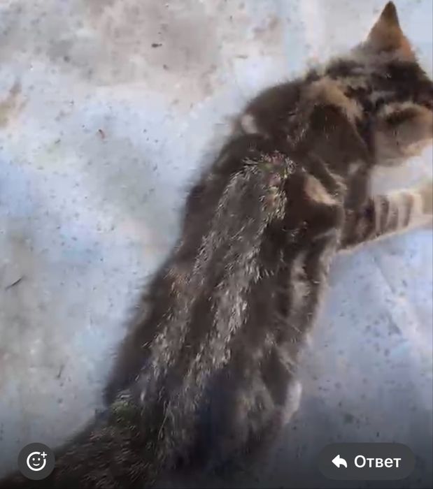Котята двухмесячные.