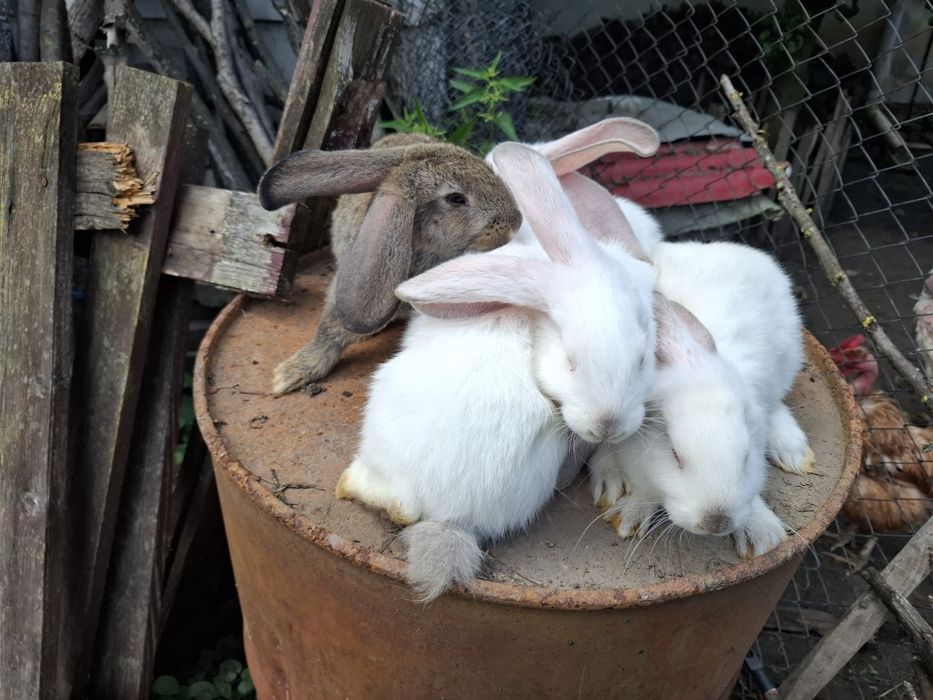Vând iepurași 2 luni