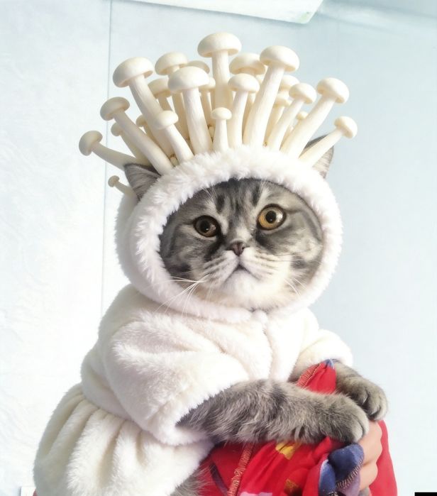 Шотландская вислоухая кошка (скоттиш-фолд).