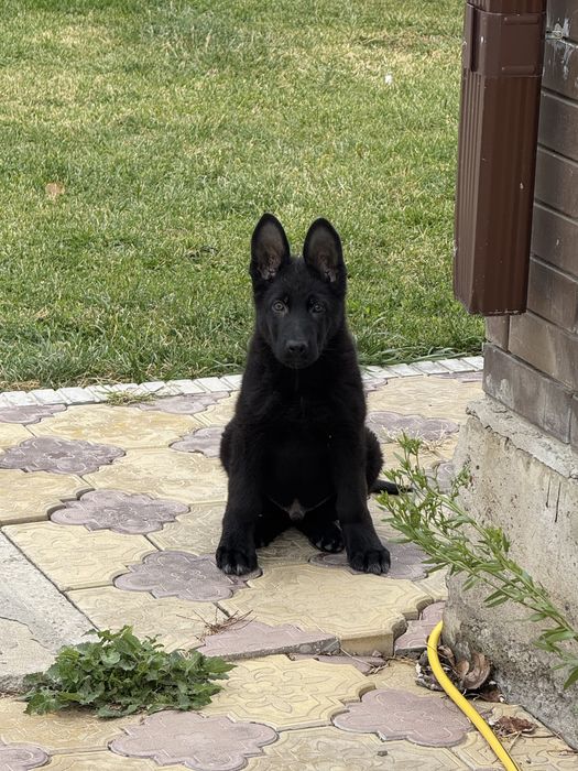 Немецкая овчарка 3 мес