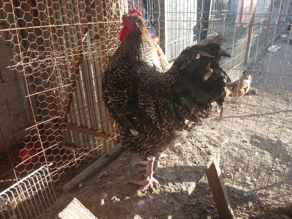 Vând păsări crescute bio  hranite cu cereale si iarba cocoși si rățoi