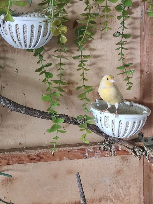 Канарейки и папугаи