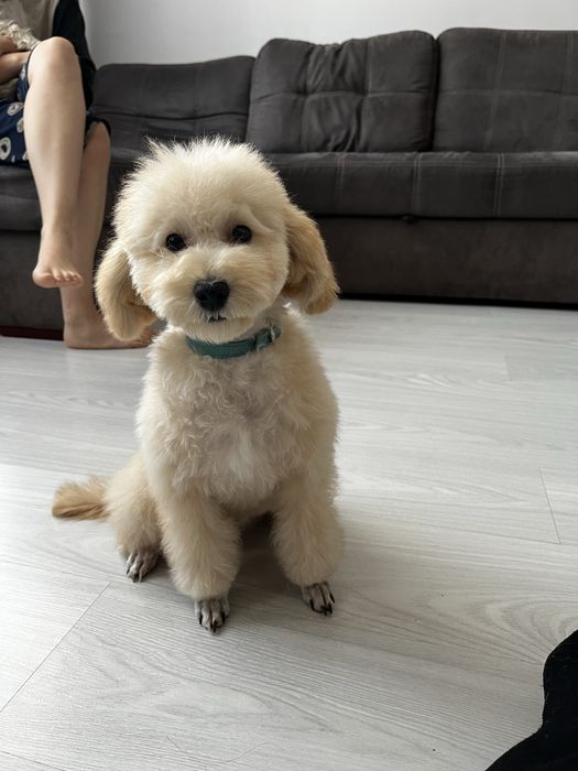 Щенки пуделя с родословной мальчик и девочка