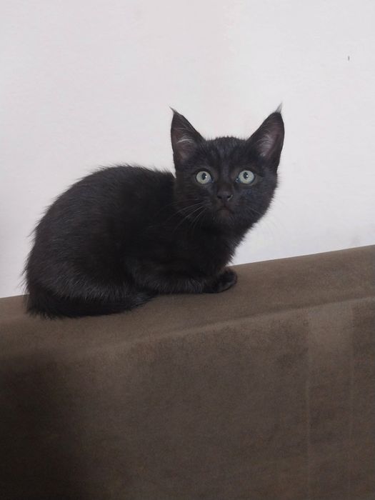 Отдам котёнка, мальчик