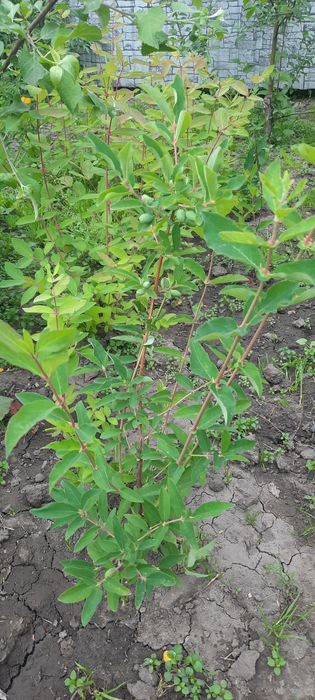 Продам Саженцы Жимолости.