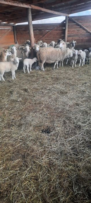 Vând 15 oii metiș de carne cu mieii