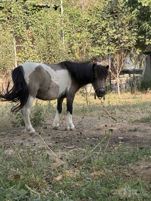 Poni OT sotiladi sog’lom