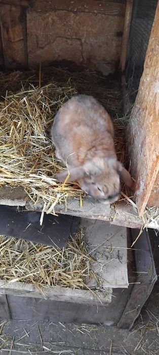 Iepuri rex pitic berbec pitic