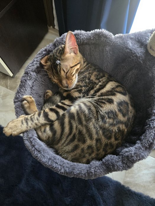Бенгалска котка 11месеца