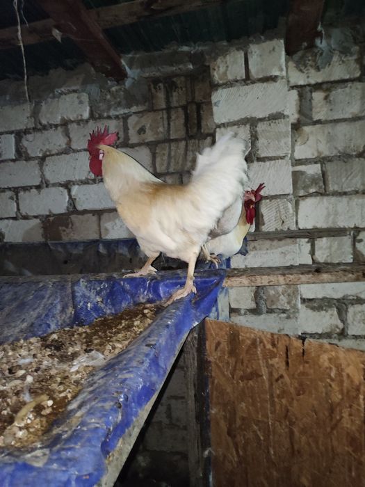 Продам петухов и кур