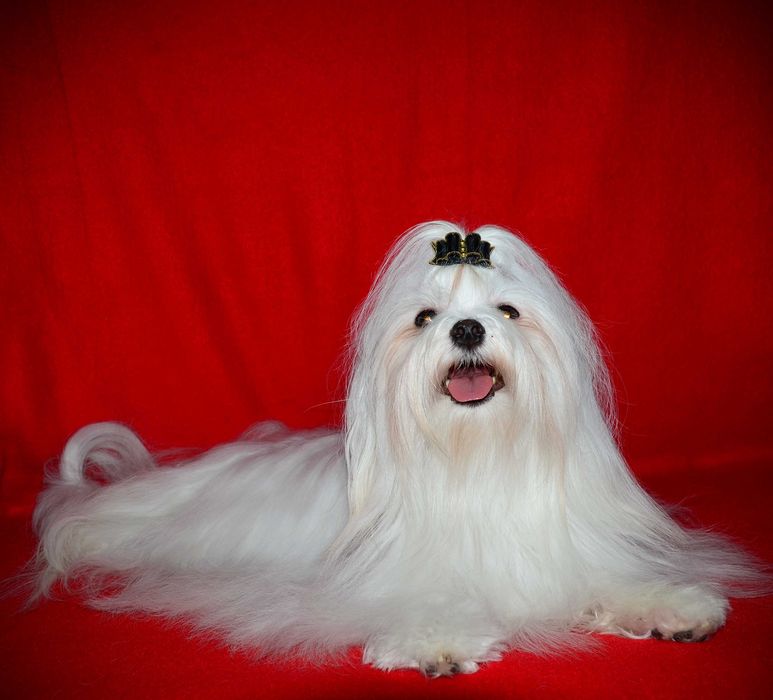 Шикарные щенки Мальтипу F1 (Maltipoo) ! Мини  !