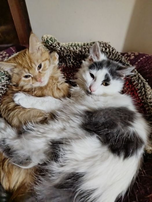 Отдам даром котят в ответственные руки