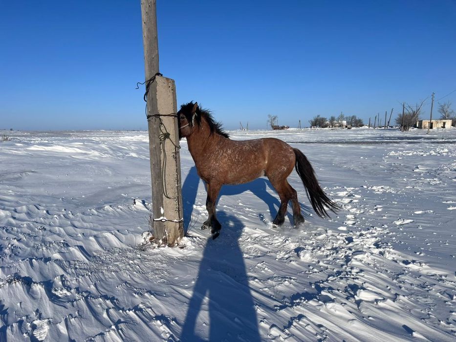 Айгырлар сатылады///////
