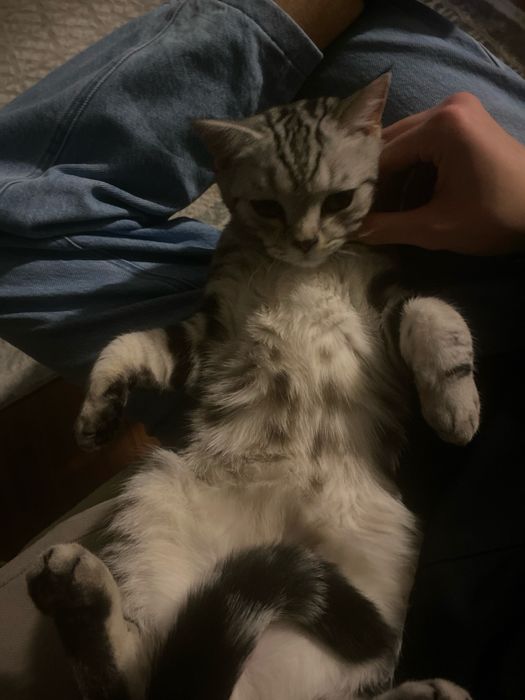 Британиский кот.