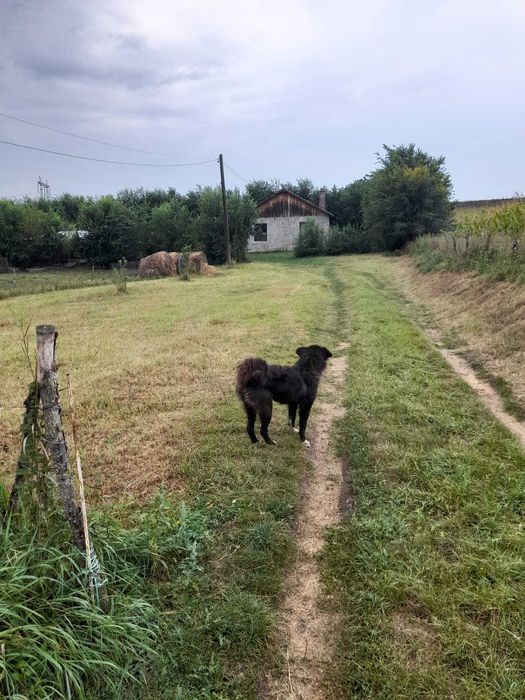 Vand casa la Tara