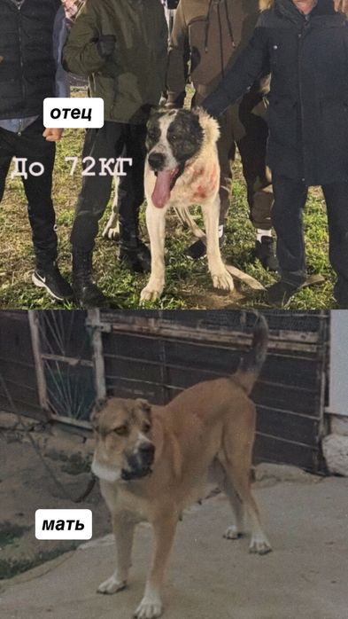 Продаются чистокровные щенки САО