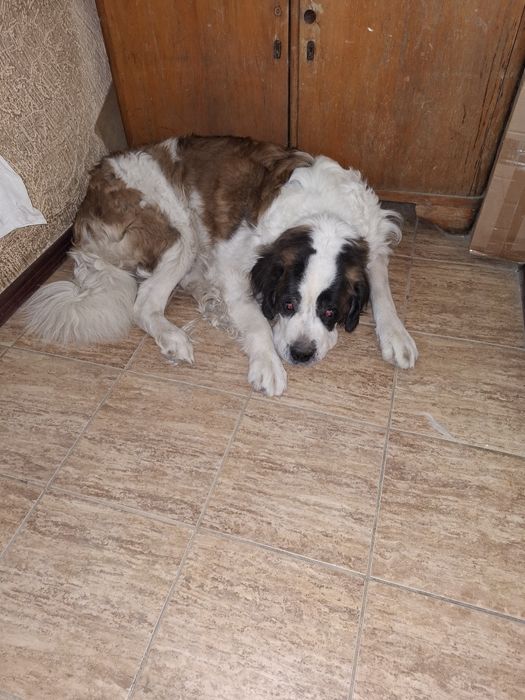 Ищем невесту для сенбернара