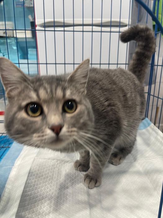 Кота отдам в добрые руки