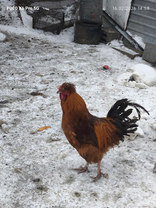 Продам  всех курей