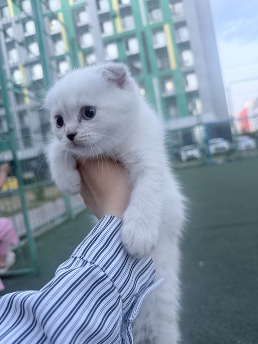 Котенок вислоухая белая