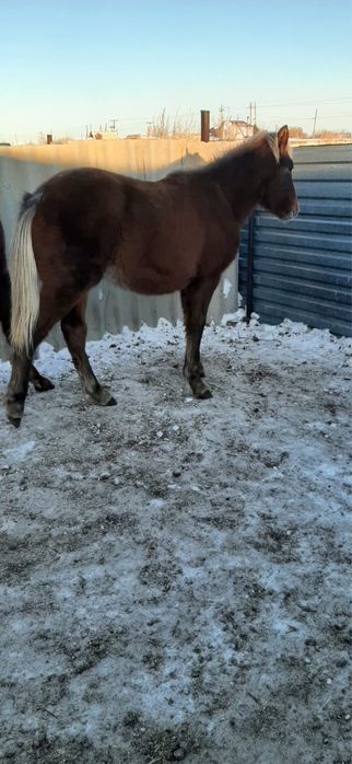 Сатылымда жабагы