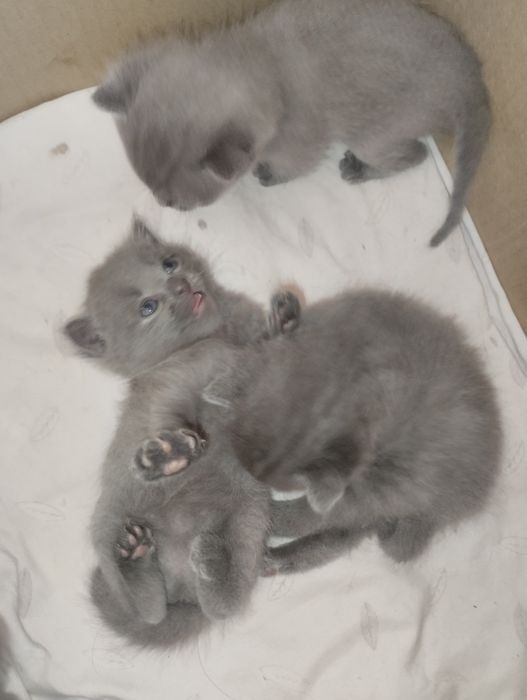 Котята милые пушистые