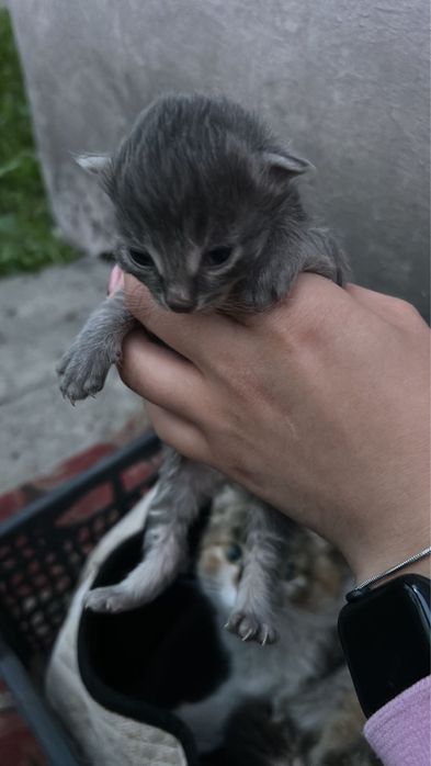 Отдадим в добрые руки котят