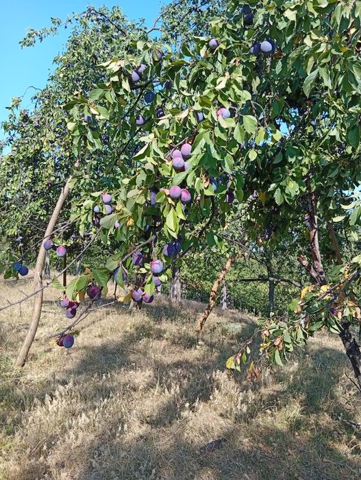 Prune pentru țuică