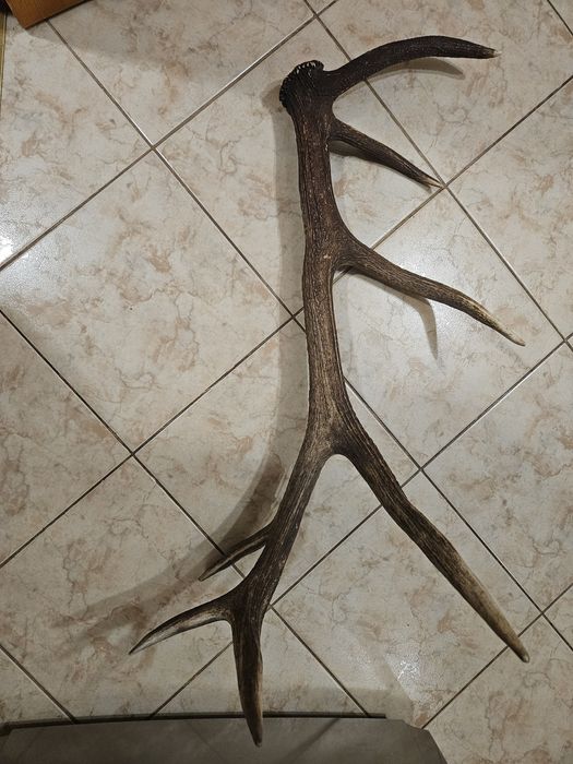 Trofeu Corn de cerb carpatin