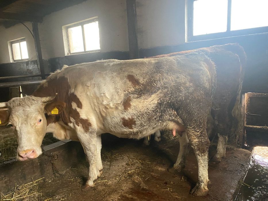 Vând juninci gestante