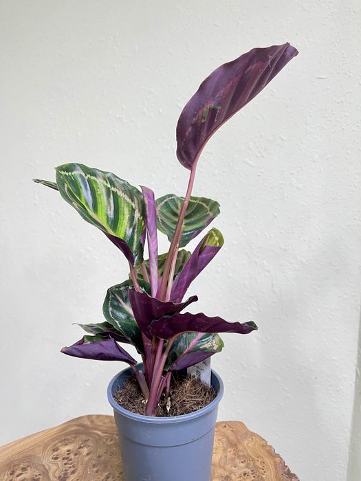 Калатея разные сорта