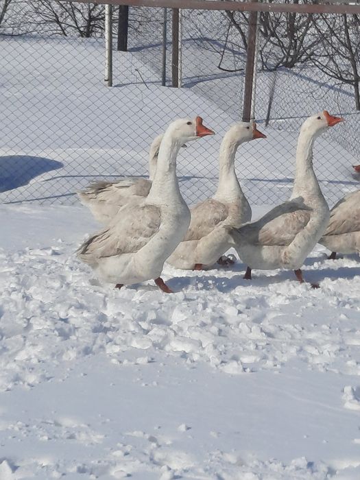 Продам гусаков на племя
