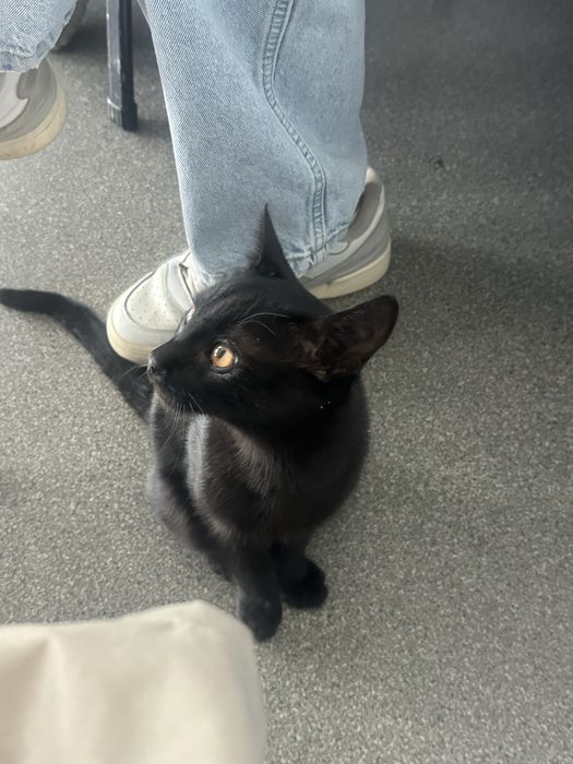 Кот мальчик около 3 месяцев