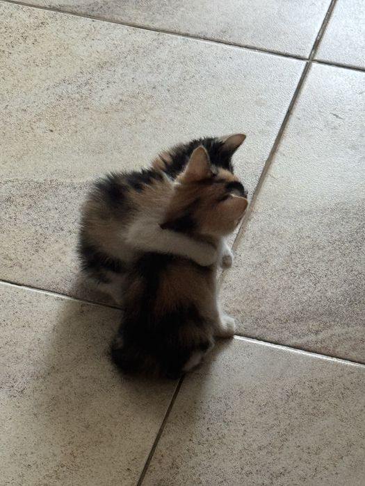 Отдам котенка в добрые руки