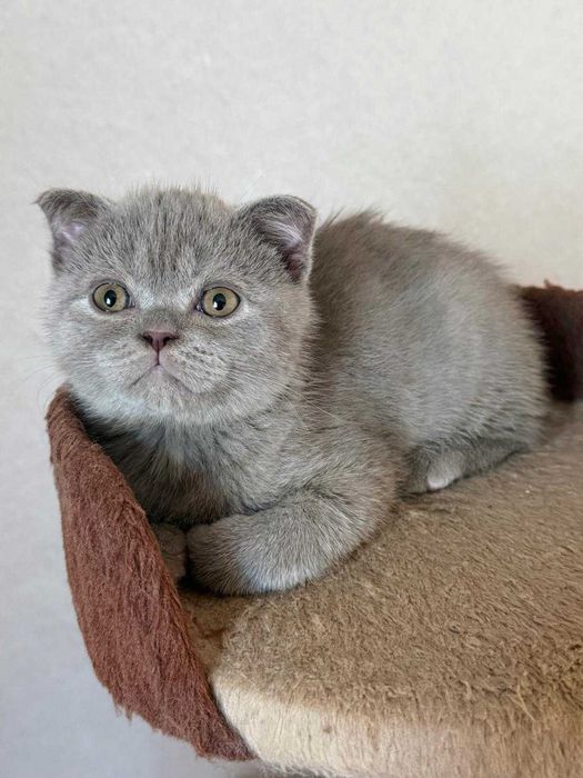 British Scottish Fold