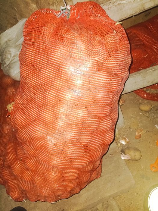 Семенной картофель