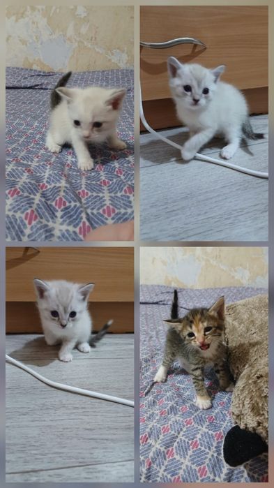 Отдам котят, все девочки